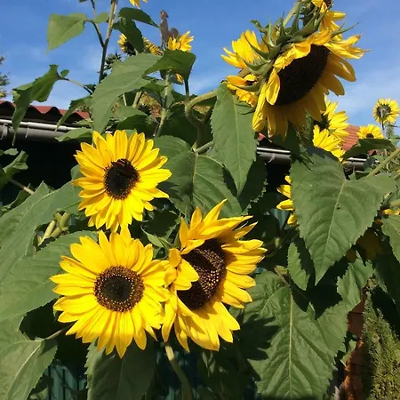 Albers * Blomberg (Lower-Saxony)