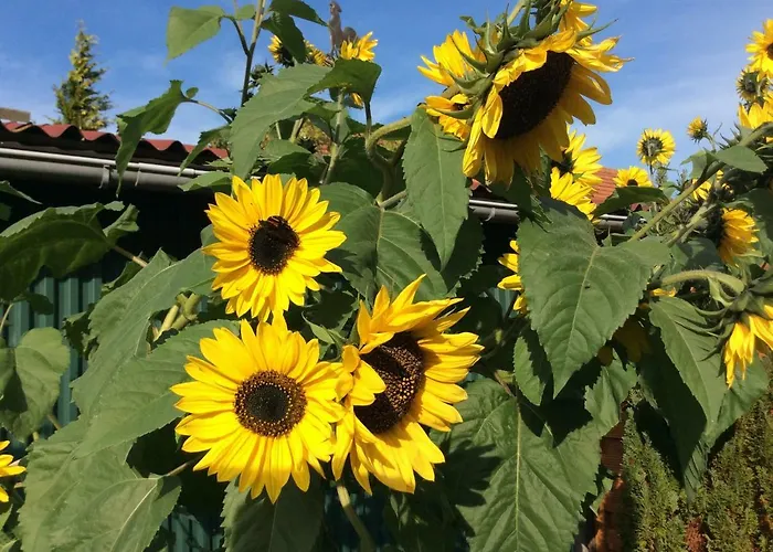 Albers * Blomberg (Lower-Saxony)